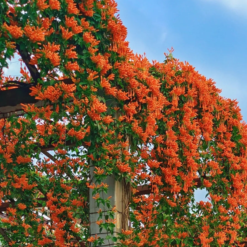 Σπόροι λουλουδιών πυροκροτητή-GR