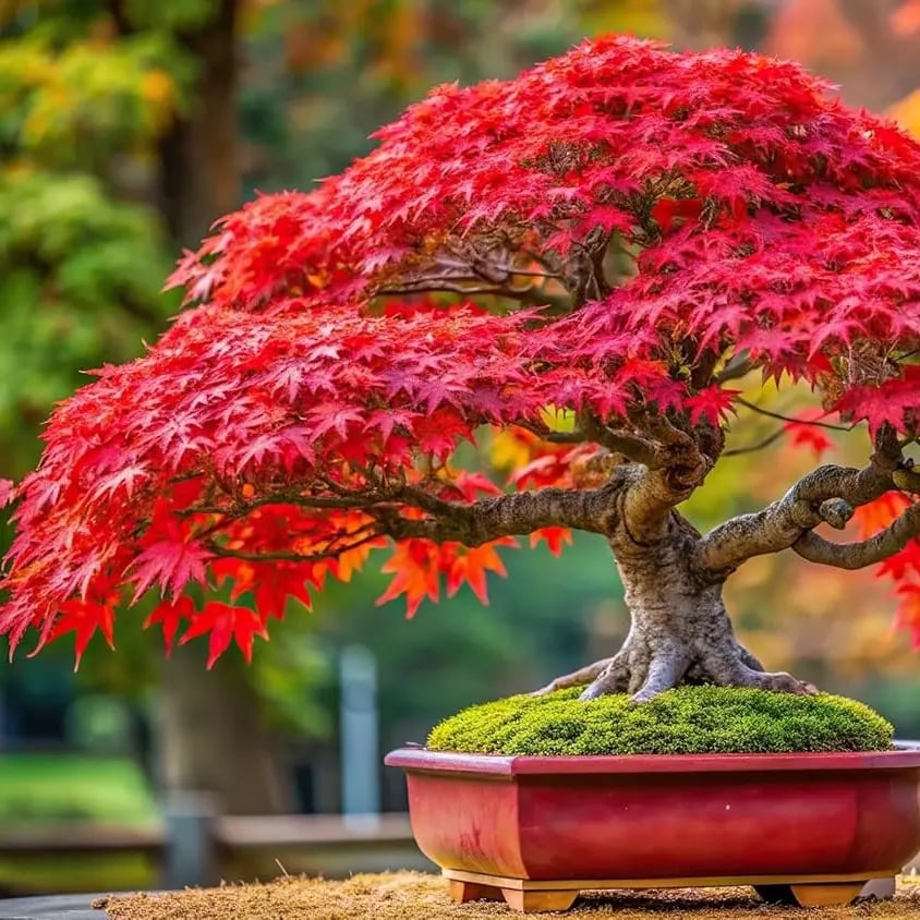 Vrhunsko sjeme japanskog crvenog javora – preko 30 sjemenki spektakularne grimizne boje 🍁-HR