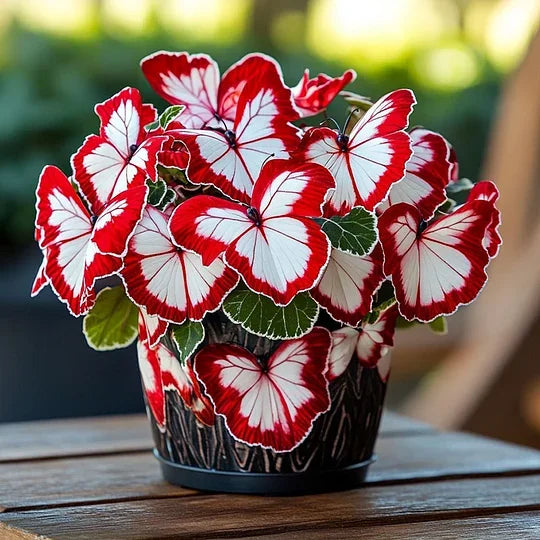 💥 Nové begónie 🦋 Semená motýľej begónie 🌱 Bonsaj, aký ste ešte nevideli-SK