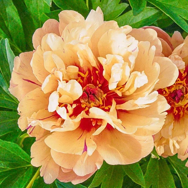 🌸 Reti vijokliniai bijūnai🪴 Dideli, dvigubi žiedai, atsparus šalčiui daugiametis augalas, lengvai auginamas, mėgstamas sodo augalas-LT