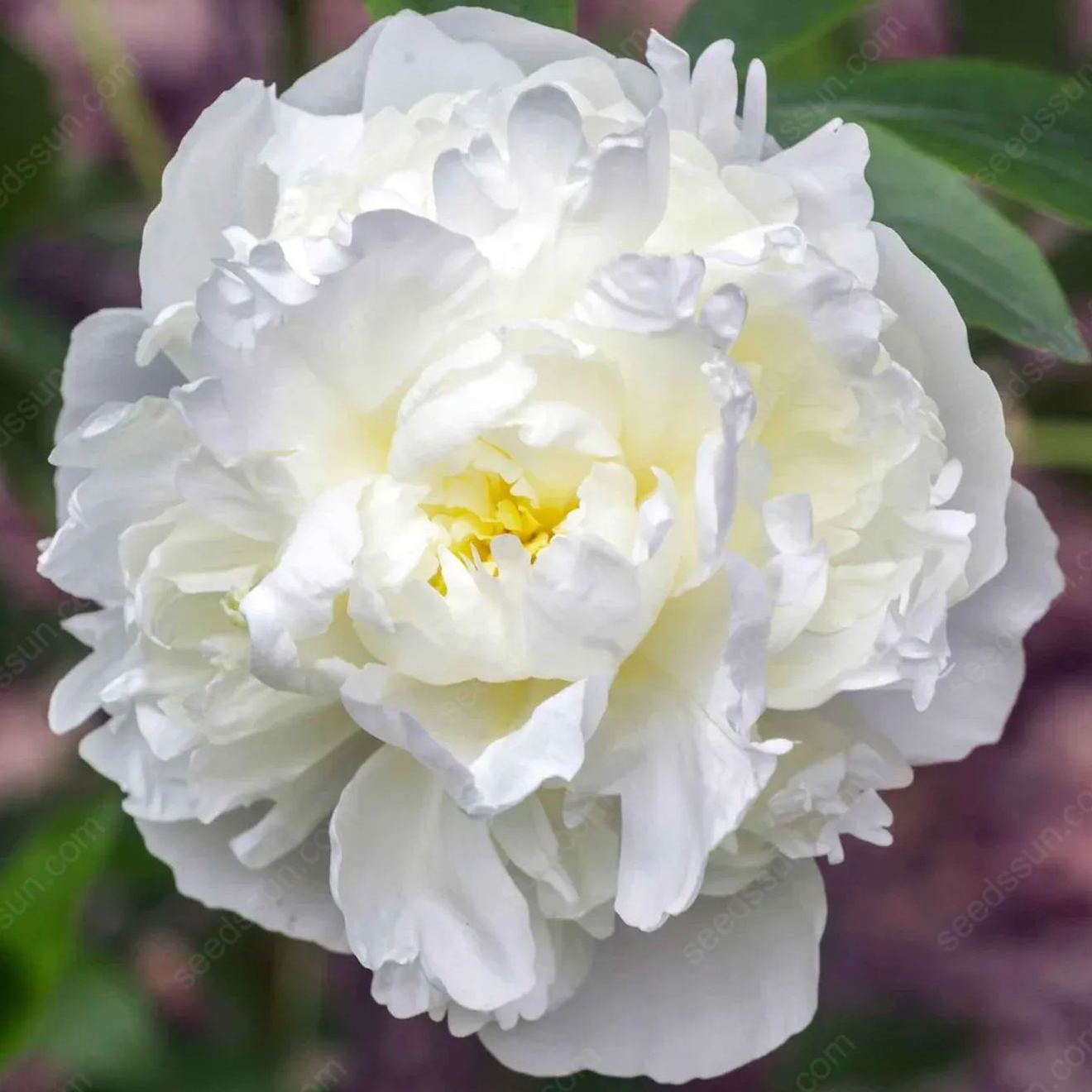 🌸 Reti vijokliniai bijūnai🪴 Dideli, dvigubi žiedai, atsparus šalčiui daugiametis augalas, lengvai auginamas, mėgstamas sodo augalas-LT