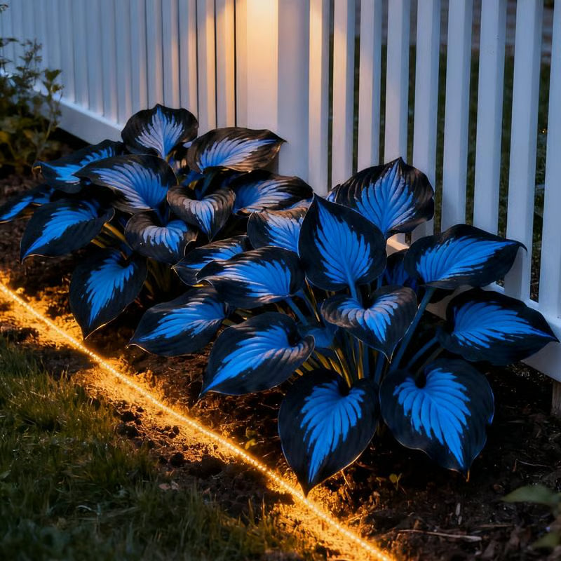 💥2025 m. karštas išpardavimas 🌌Vidurnakčio purpurinės širdies hosta sėklos – pavėsį mėgstantis daugiametis augalas sodui-LT
