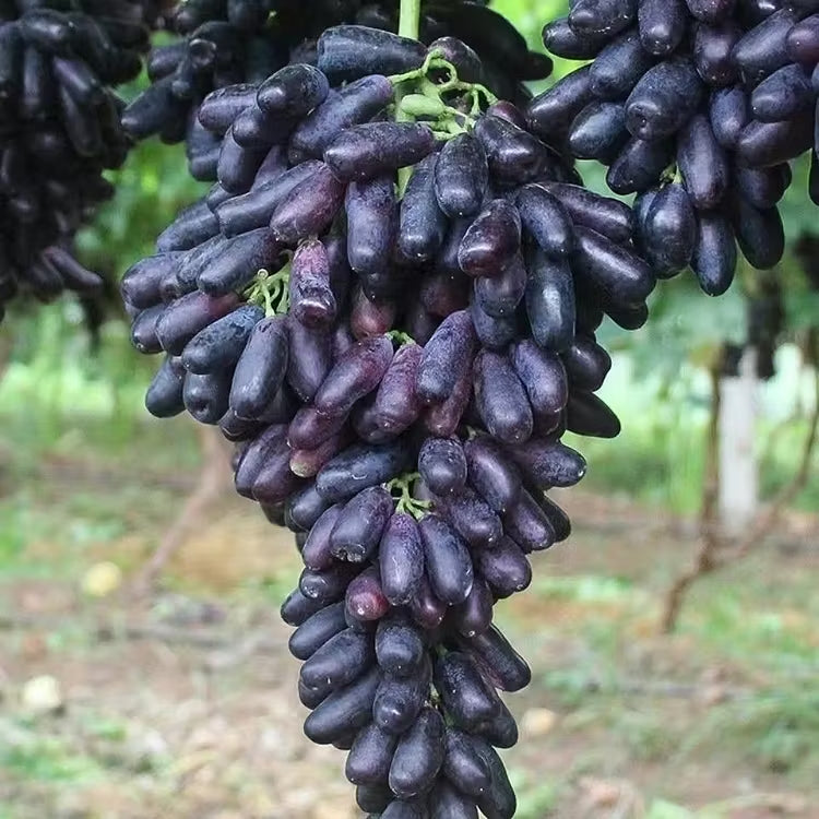 🔥 ÚLTIMO DÍA Promoción 30% de descuento 💜 Uva Zafiro Dulce (Uvas Dedo Raras) 🍇-ES