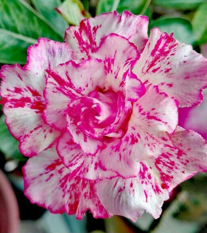 🔥Καλλιεργήστε τη Βασίλισσα της Ερήμου – τώρα σε μειωμένη τιμή!🎁 😍Λατρεύει την άνθιση, έχει μεγάλη περίοδο ανθοφορίας 🌵 Τριαντάφυλλο της Ερήμου-GR