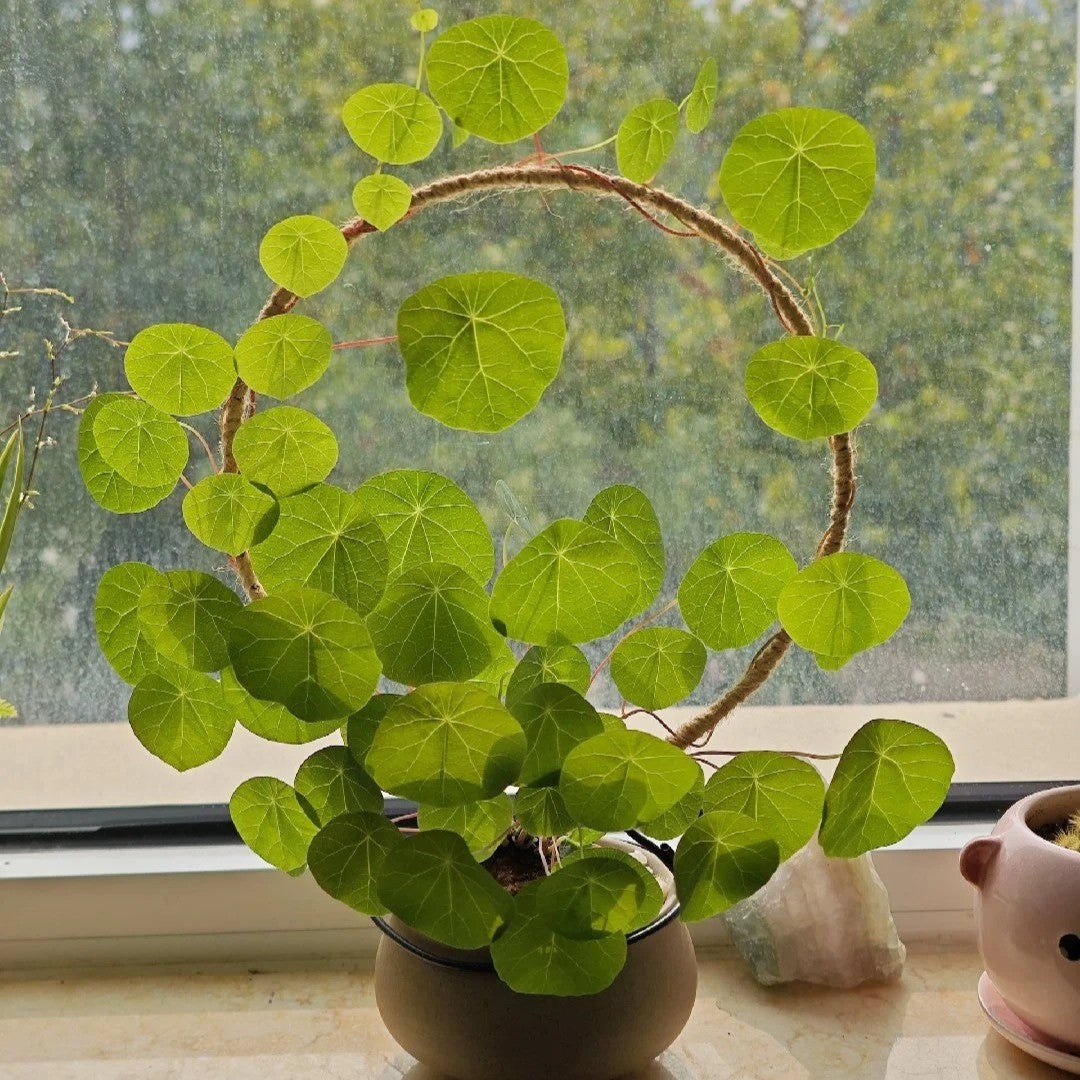 Stephania Erecta: stipriausias kambarinis augalas tinginiams--LT