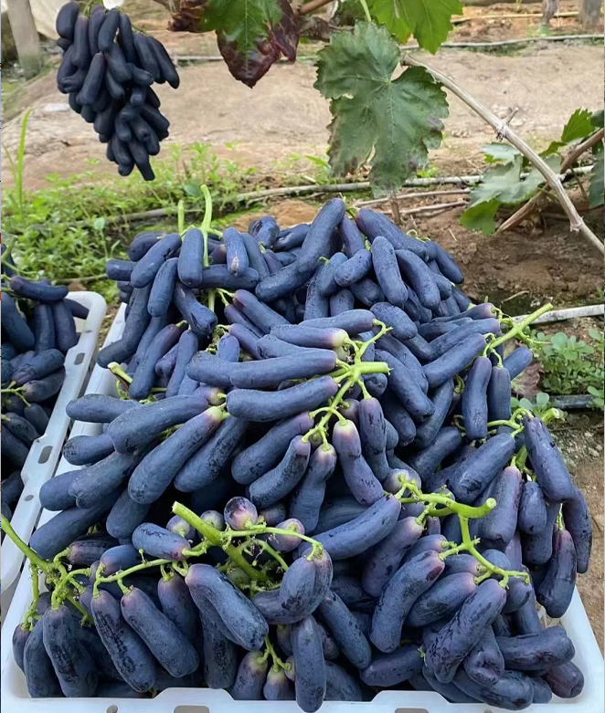 🔥 ÚLTIMO DÍA Promoción 30% de descuento 💜 Uva Zafiro Dulce (Uvas Dedo Raras) 🍇-ES