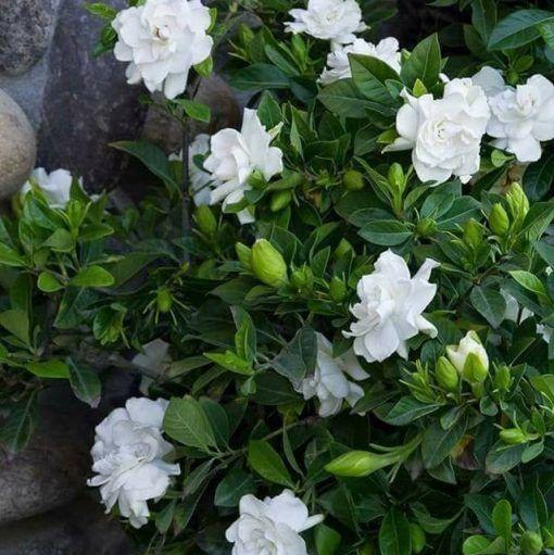 VIIMASE PÄEVA kampaania 35% SOODUSTUST 🌸 Jasmiini potitaim (🌱Ellujäämine garanteeritud: tasuta asendused🌿)-EE