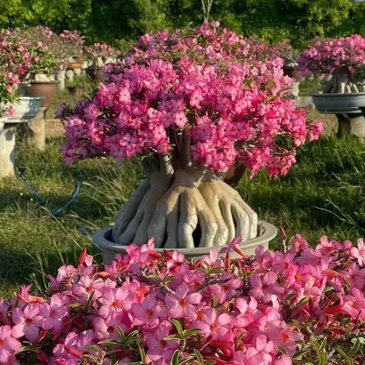 🔥Καλλιεργήστε τη Βασίλισσα της Ερήμου – τώρα σε μειωμένη τιμή!🎁 😍Λατρεύει την άνθιση, έχει μεγάλη περίοδο ανθοφορίας 🌵 Τριαντάφυλλο της Ερήμου-GR
