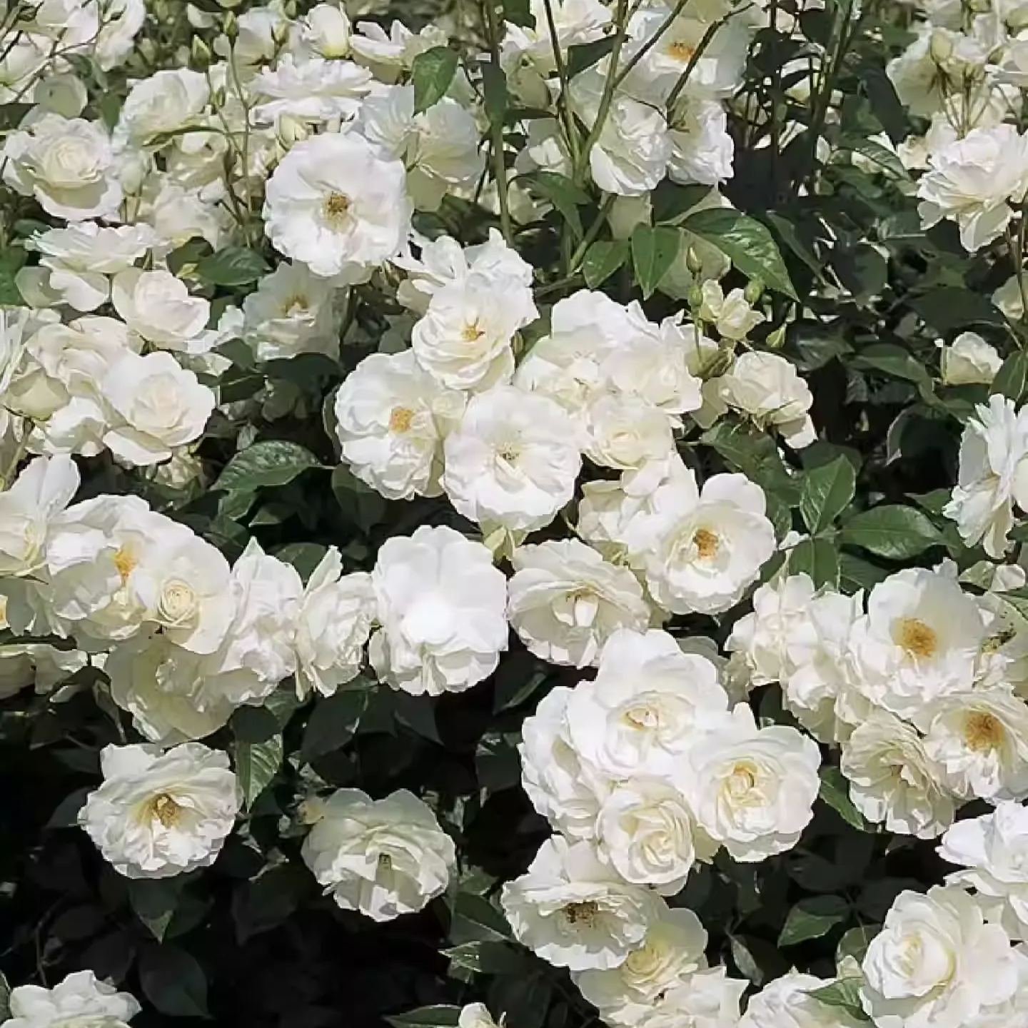 Vijoklinės rožės sėklos 🌹-LT