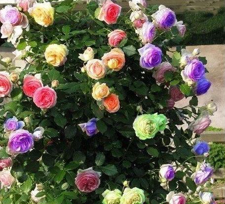 Vijoklinės rožės sėklos 🌹-LT