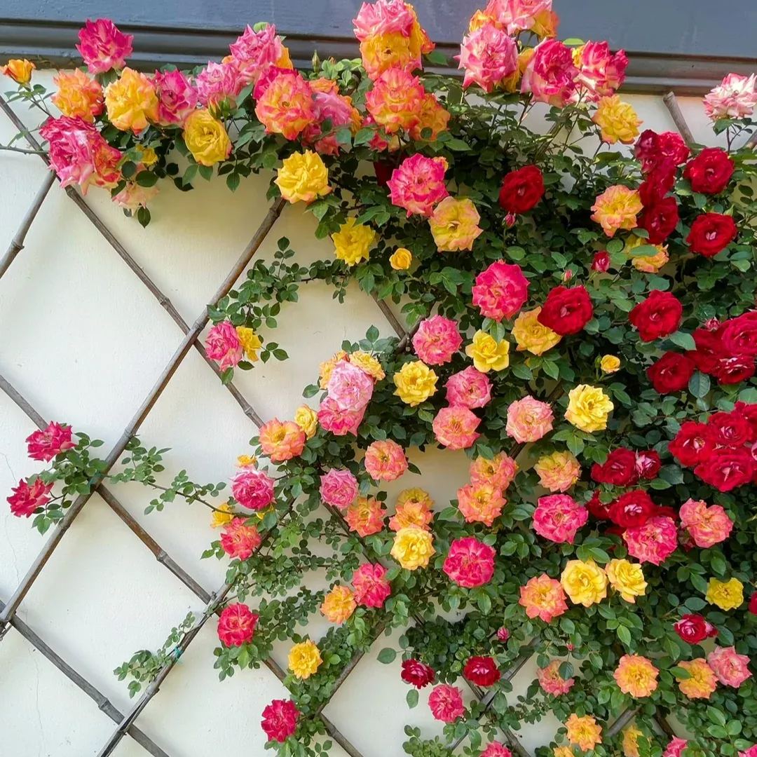 Vijoklinės rožės sėklos 🌹-LT