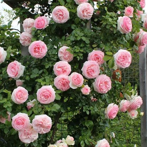 Vijoklinės rožės sėklos 🌹-LT