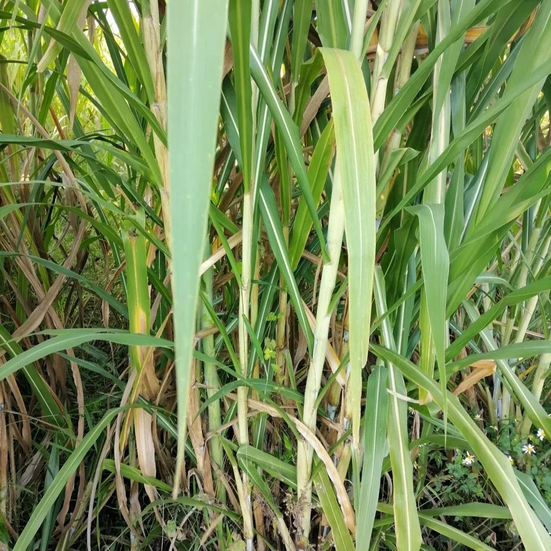🌿Υβριδική ποικιλία σόργου-σουδανικού χόρτου ✅Σπόρος υψηλής απόδοσης για ζωοτροφές-GR