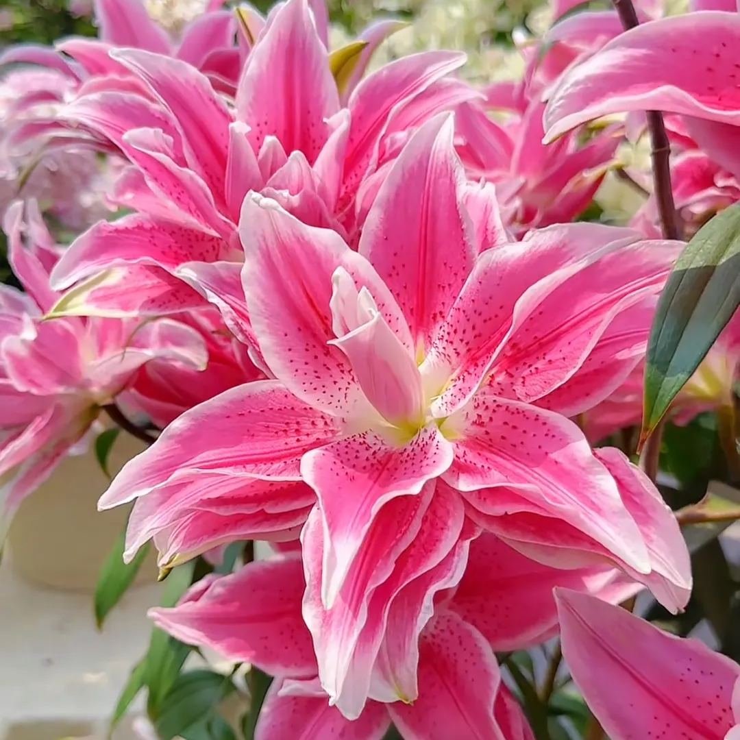 🌺 Bulbos de lirio perfumados: frescos y dulces-ES