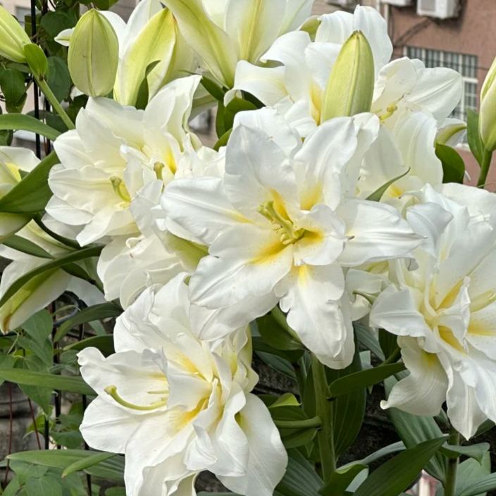 🌺 Bulbos de lirio perfumados: frescos y dulces-ES