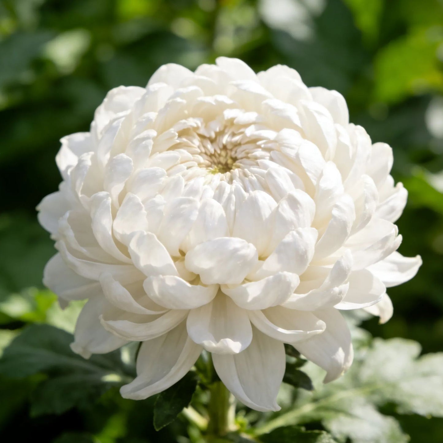 🌸Semillas de peonía de flor de crisantemo-ES