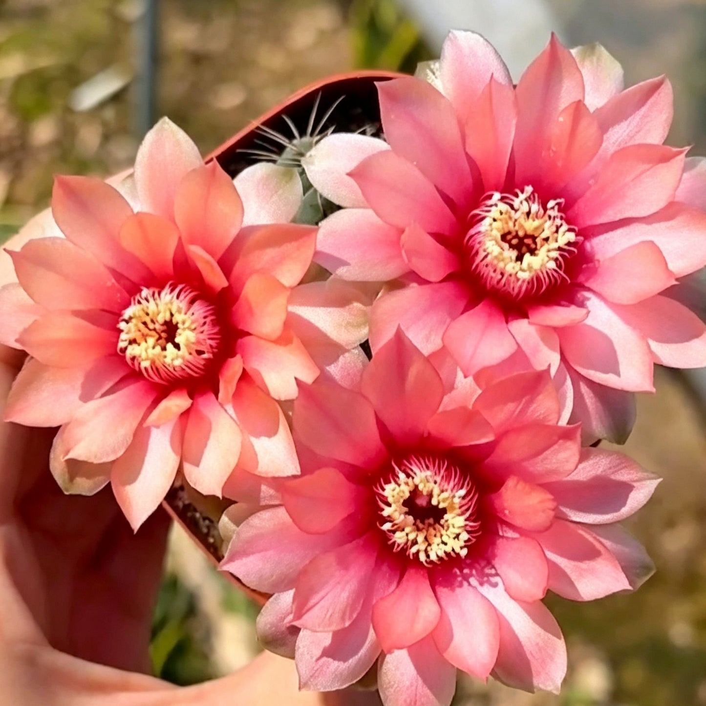 🌵 Susipažinkite su savo nauju geriausiu draugu – kaktusu Gymnocalycium baldianum! 💕-LT