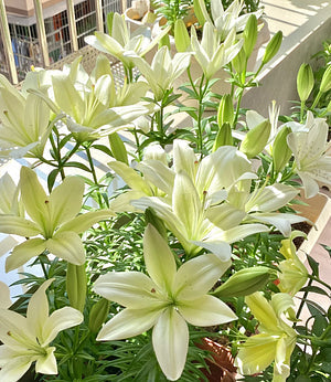 🌺Kvepiančių lelijų svogūnėliai – gaivūs ir saldūs-LT