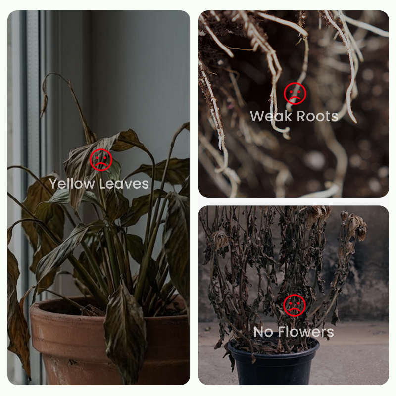 ✨🌸 Jazminų sėklos (su trąšomis): aromatingos ir lengvai auginamos🍃-LT
