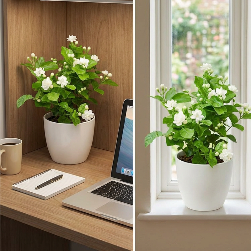 ✨🌸 Jazminų sėklos (su trąšomis): aromatingos ir lengvai auginamos🍃-LT