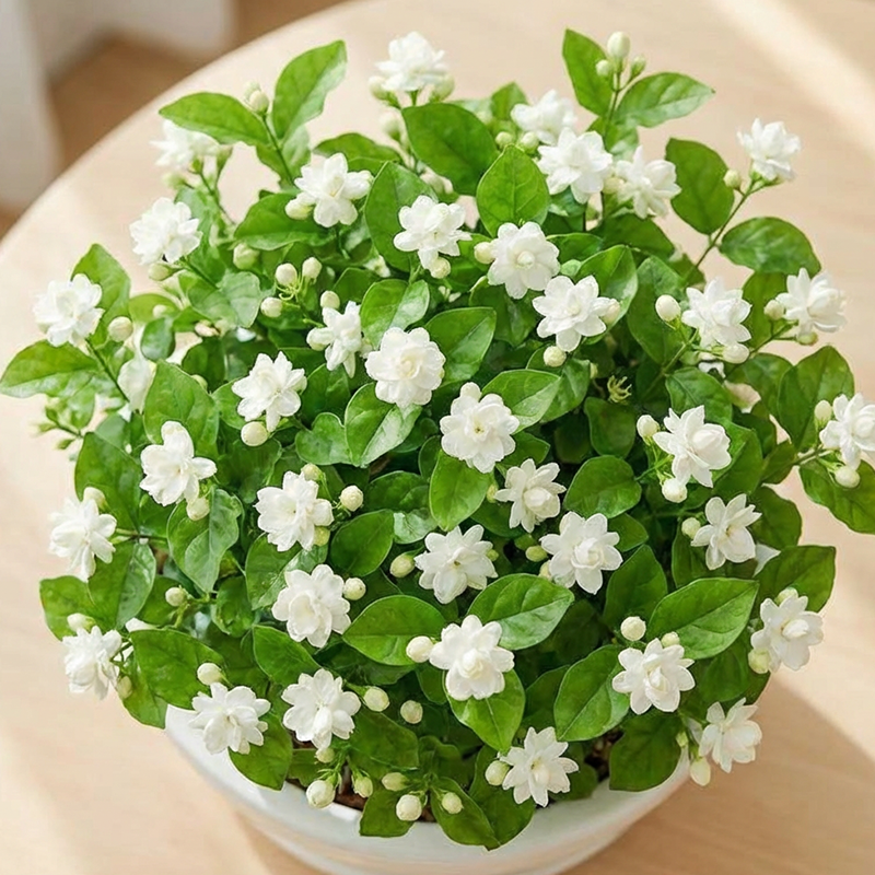 ✨🌸 Jazminų sėklos (su trąšomis): aromatingos ir lengvai auginamos🍃-LT