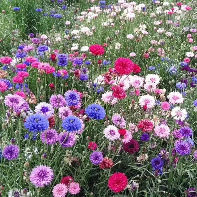 🌼 Σπόροι κενταύριας που ανθίζουν όλο το χρόνο - ένα πραγματικό φυτό 🏡✨-GR